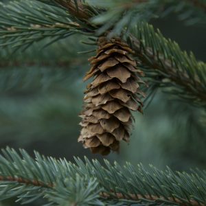 Sitka Spruce