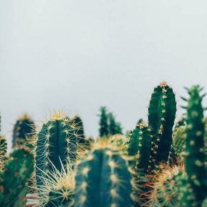 Cactus Cuttings
