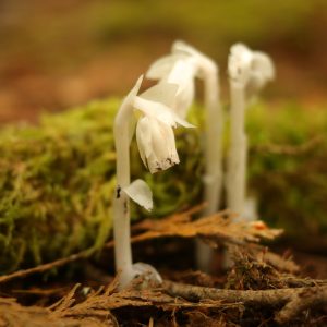 Ghost Pipe