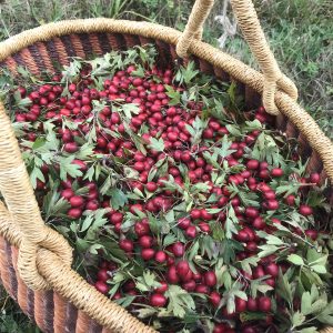Hawthorn berry
